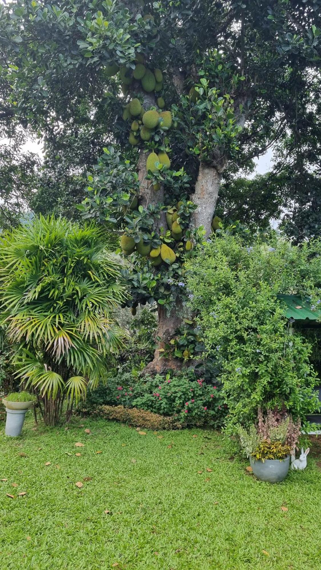 אלה Sithara Estate Bungalow מראה חיצוני תמונה
