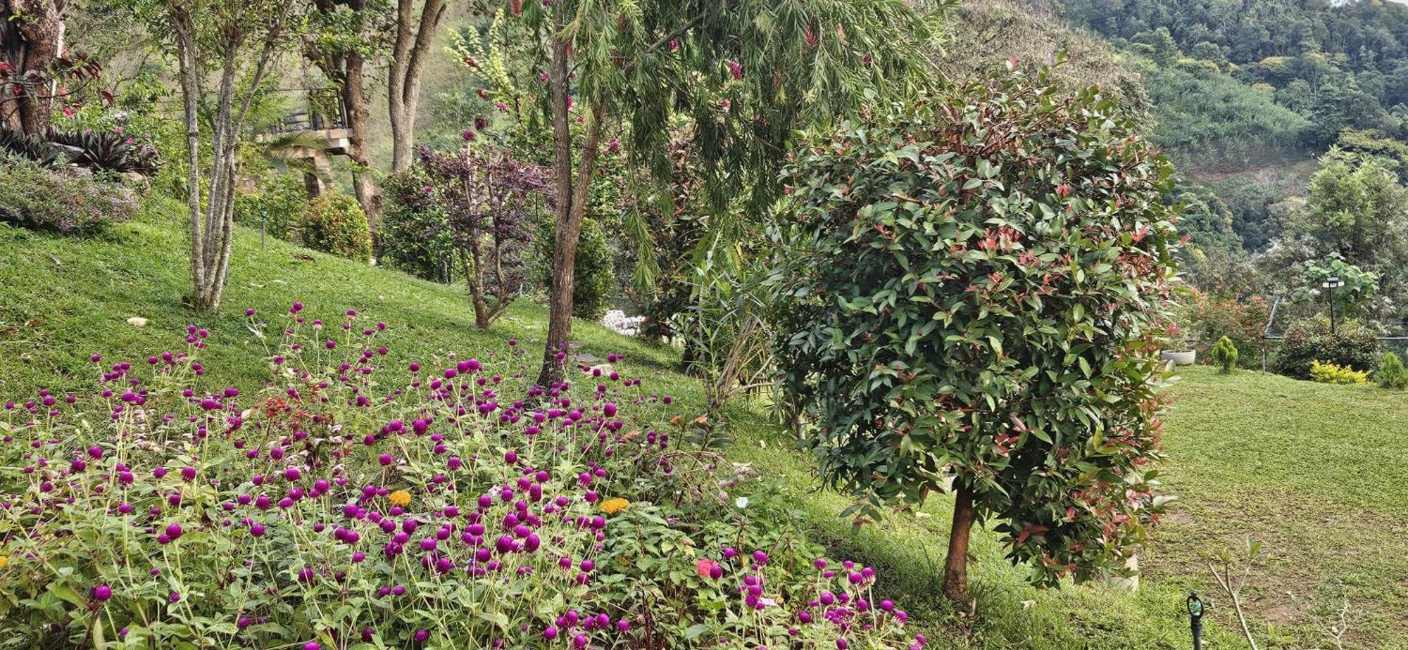 אלה Sithara Estate Bungalow מראה חיצוני תמונה